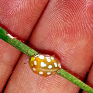 Coccinellidae: Halyzia sedecimguttata ? S.